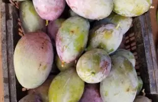 Discover premium exotic fruits from Seedafrika. We export mangoes, papayas, avocados, coconuts, and pineapples from Senegal to Europe, Asia, and global markets.